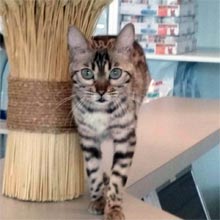 kitty-2
