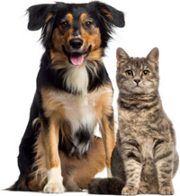 pets